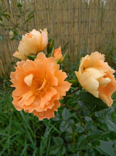 Bridge of sighs - Trandafiri urcatori 2016