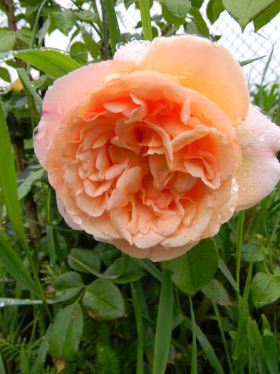 Papi Delbard - Trandafiri urcatori 2016