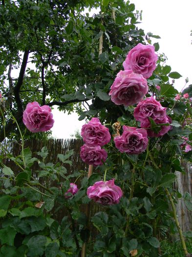 C V P - Trandafiri urcatori 2016