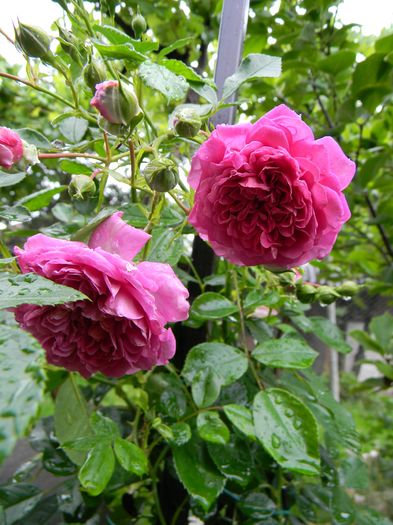 Starlet Melina - Trandafiri urcatori 2016