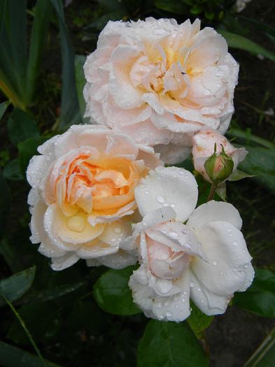 Lady gardener