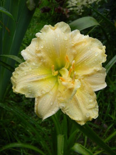 Schnickel Fritz - Hemerocallis 2016