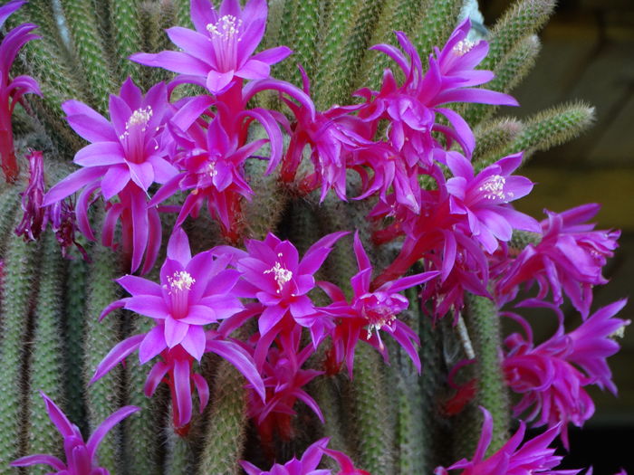 DSC07608 - Cactusi si suculente 2015-2016-2017