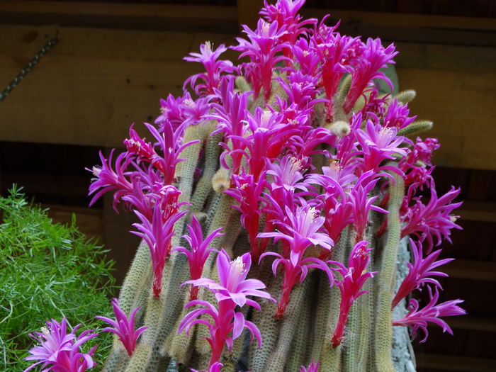 DSC07687 - Cactusi si suculente 2015-2016-2017