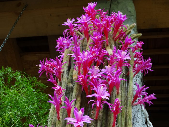 DSC07688 - Cactusi si suculente 2015-2016-2017