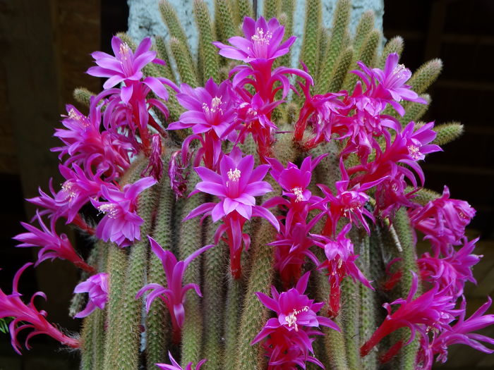 DSC07690 - Cactusi si suculente 2015-2016-2017