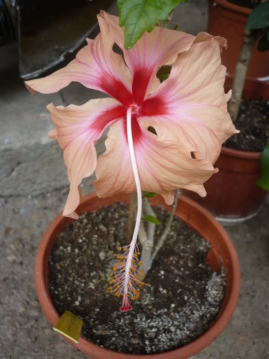 13.06.2016 - HIBISCUSI 2016-2