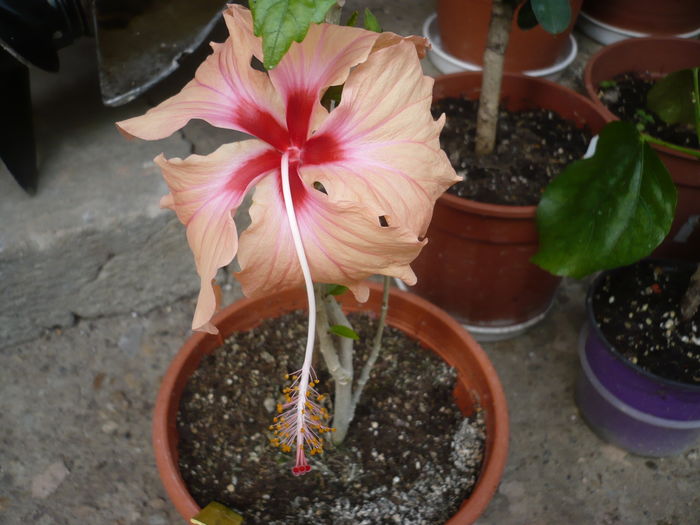 P1270204 - HIBISCUSI 2016-2