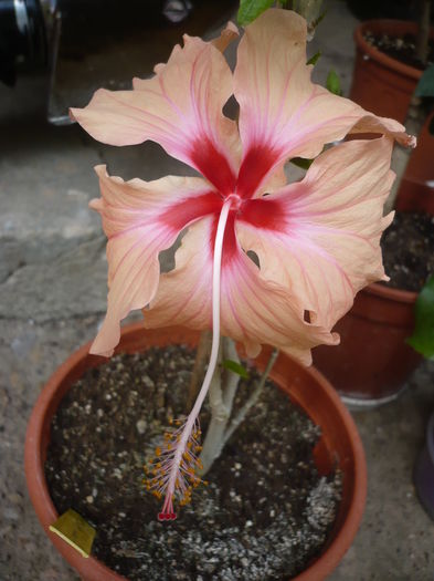 P1270205 - HIBISCUSI 2016-2