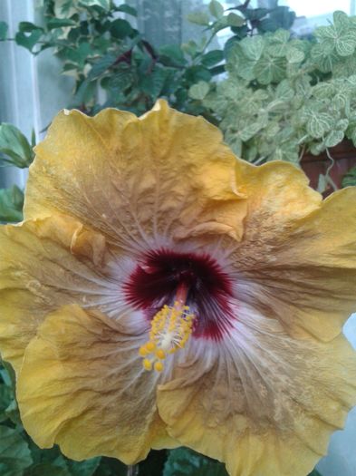 20160613_170839 - HIBISCUS 2016