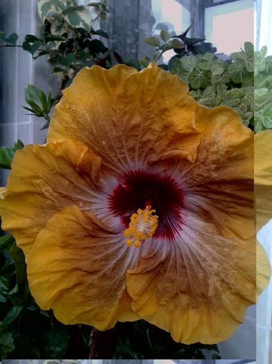 20160613_170846 - HIBISCUS 2016