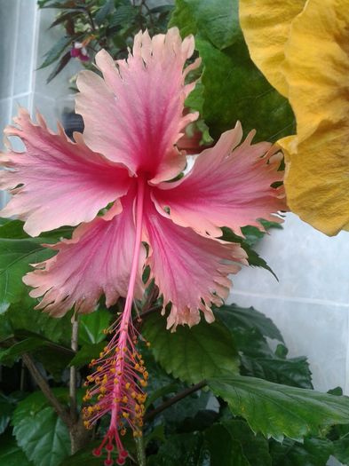 20160613_171100 - HIBISCUS 2016