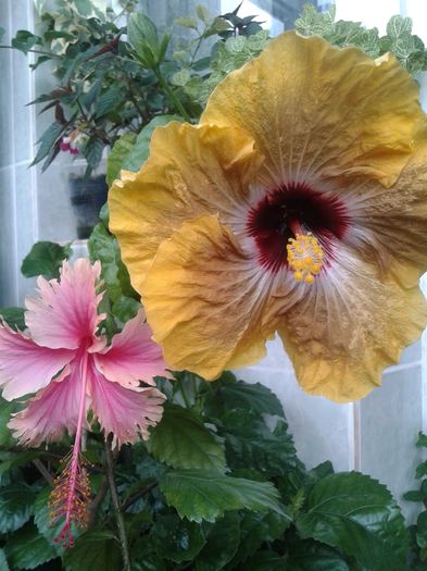 20160613_171053 - HIBISCUS 2016