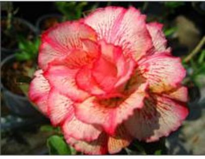 Adenium Petchsayrung