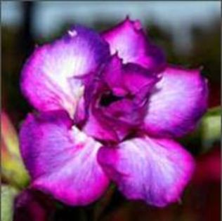 Adenium Purple Doxxon