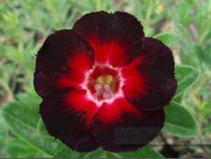 Adenium Star Of Black Night