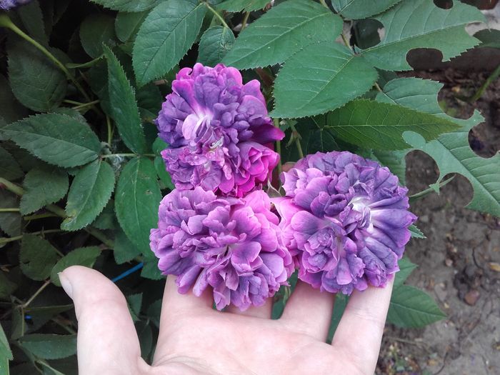 ROSIER EVEQUE