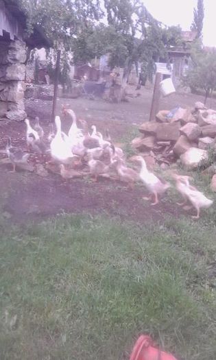 13414483_1578829855747644_1230800931_n - Gastele cu boboci