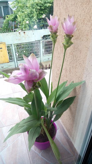 Curcuma - outdoor