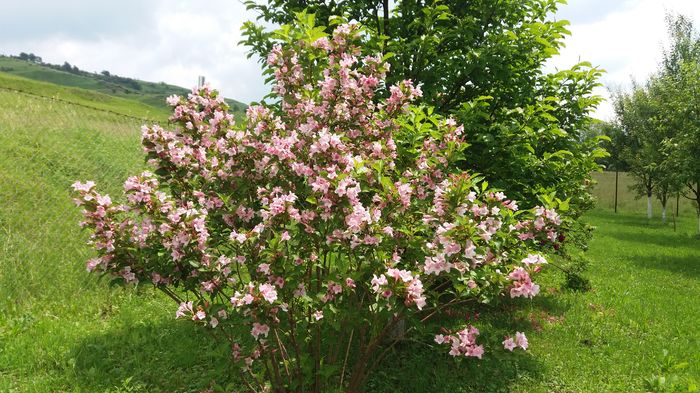 Vighelia - Primavara 2016