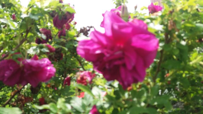 033 - Primavara 2016