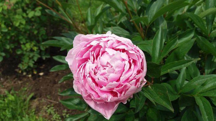 005 - Primavara 2016