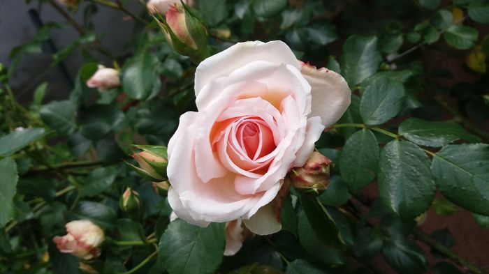 007 - Primavara 2016