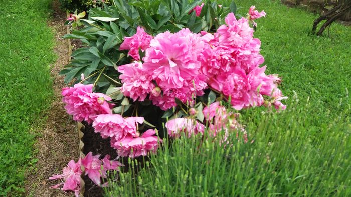 009 - Primavara 2016