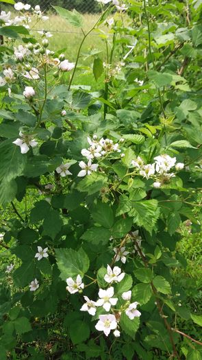 026 - Primavara 2016