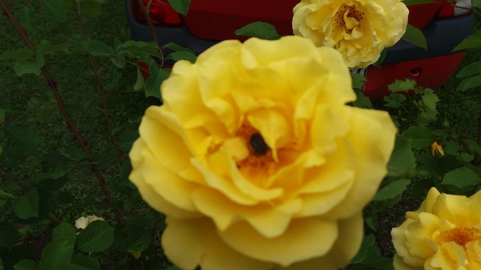 049 - Primavara 2016