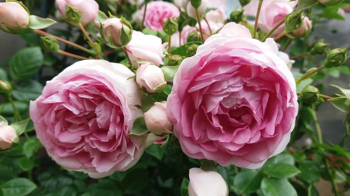 052 - Primavara 2016