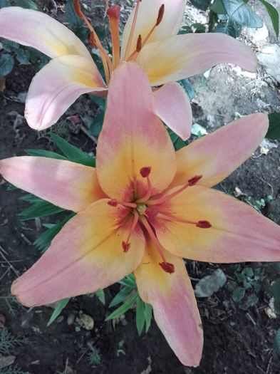  - ALTE FLORI