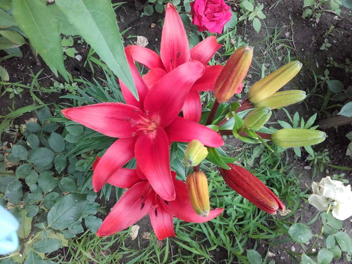  - ALTE FLORI