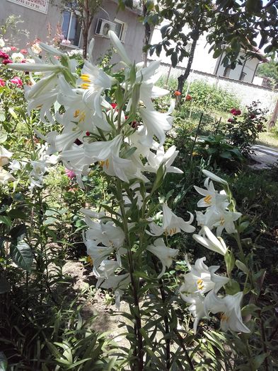  - ALTE FLORI
