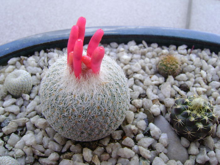 Epithelantha micromeris - Cactusi 2016