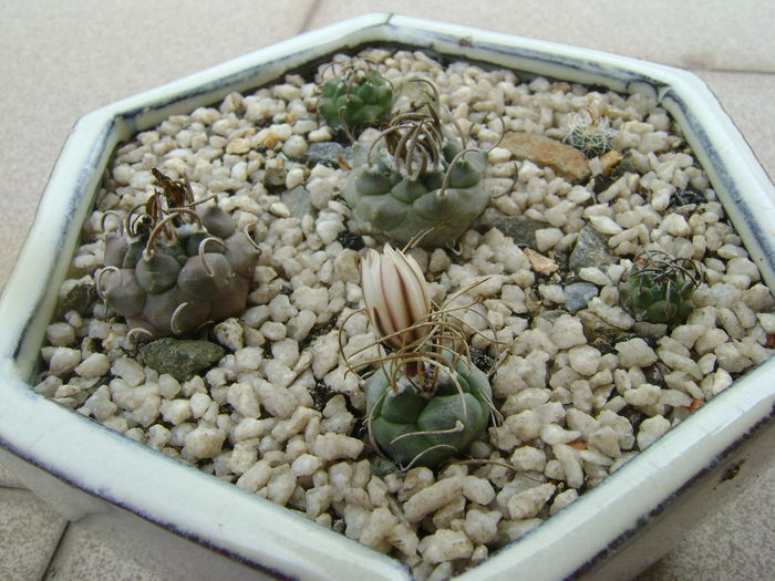 Grup de 6 Turbinicarpus; Turbinicarpus graminispinus
Turbinicarpus klinkerianus
Turbinicarpus schwarzii v. rubriflorus
Turbinicarpus pachystele
Turbinicarpus macrochele v. screvispinum
Turbinicarpus macrochele v. kupcakii

