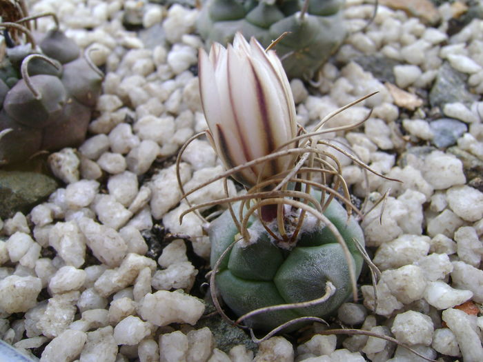 Turbinicarpus macrochele v. kupcakii