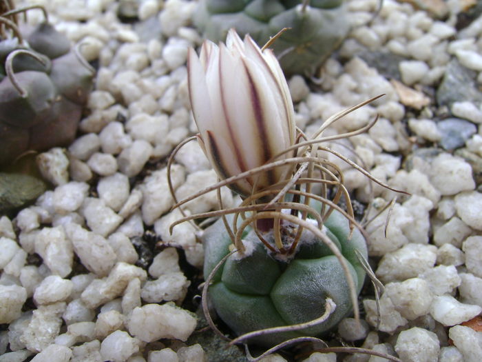 Turbinicarpus macrochele v. kupcakii