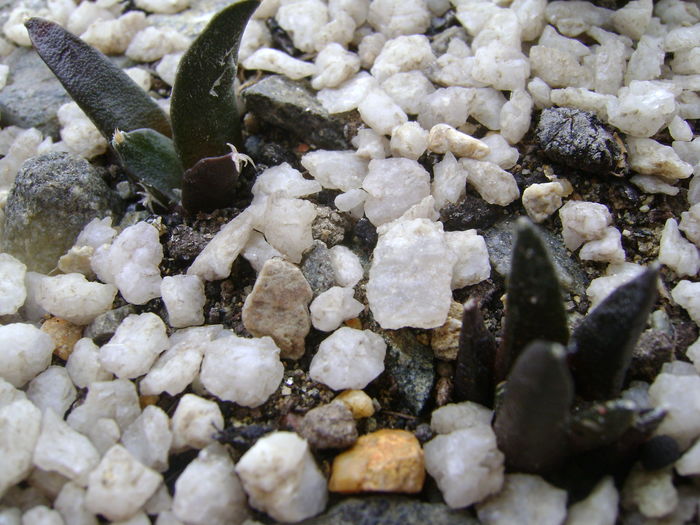 Ariocarpus retusus v. panarottoy & Ariocarpus fissuratus v. hintonii