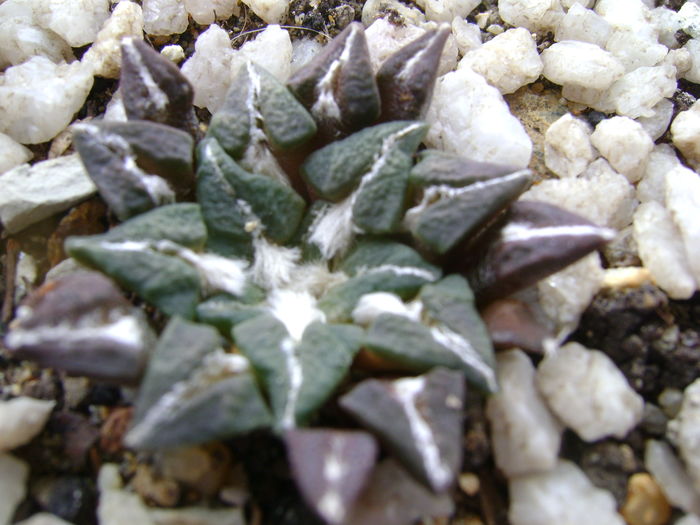 Ariocarpus kotschoubeyanus v. albiflora