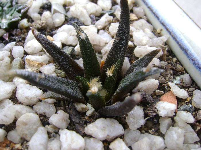 Ariocarpus agavoides