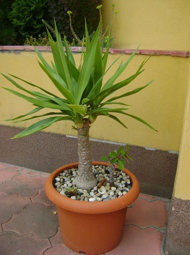 Yucca elephantipes & Euphorbia milii