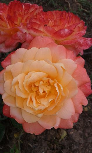 20160613_035916 - TRANDAFIRI 2016 II
