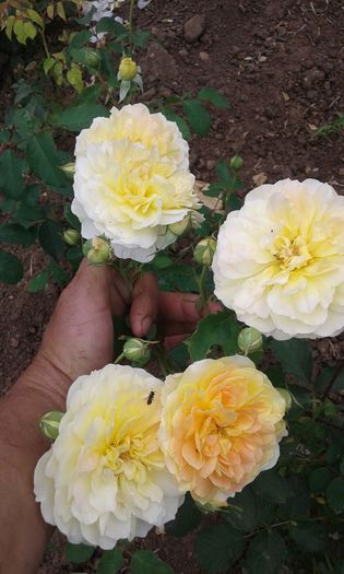 20160613_035728 - TRANDAFIRI 2016 II