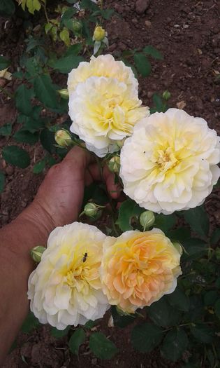 20160613_035725 - TRANDAFIRI 2016 II