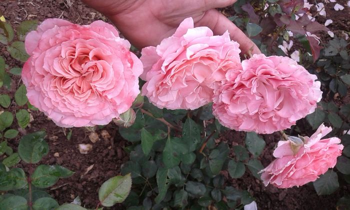 20160613_035713 - TRANDAFIRI 2016 II