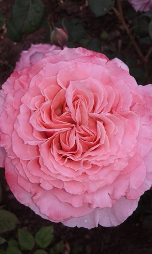 20160613_035653 - TRANDAFIRI 2016 II