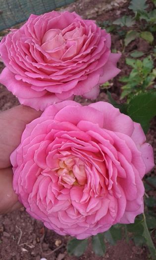 20160613_035516 - TRANDAFIRI 2016 II