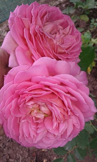 20160613_035511 - TRANDAFIRI 2016 II