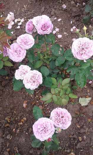 20160613_035436 - TRANDAFIRI 2016 II